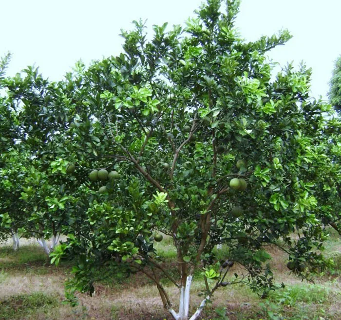 Cây Bưởi