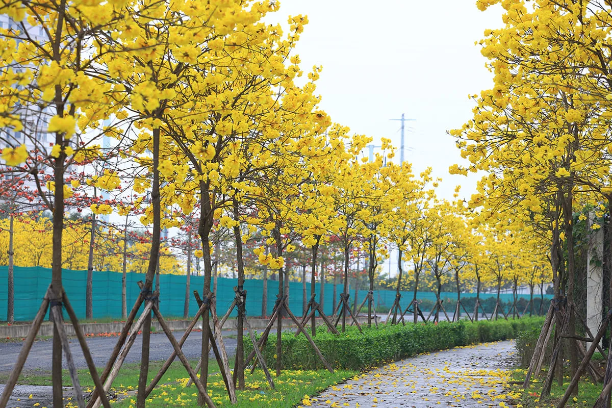 Bán cây Chuông vàng tại Bắc Giang