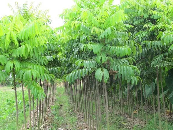 Cây sấu