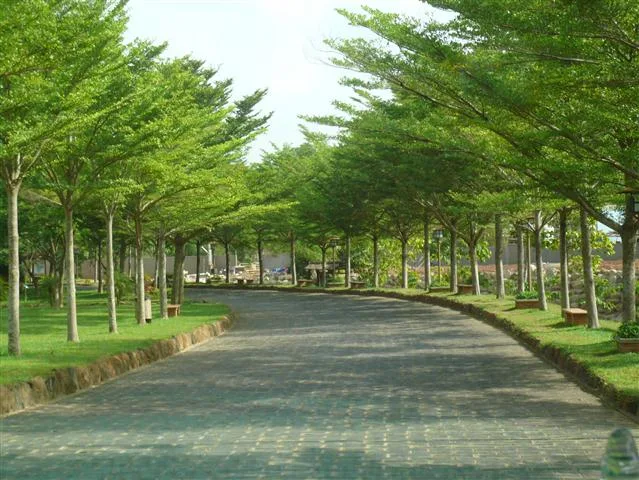 Cây bàng Đài Loan