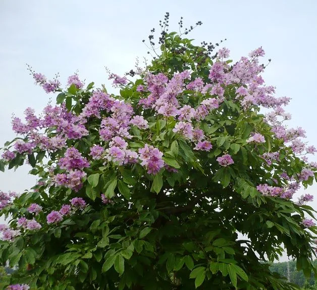 Cây Bằng Lăng