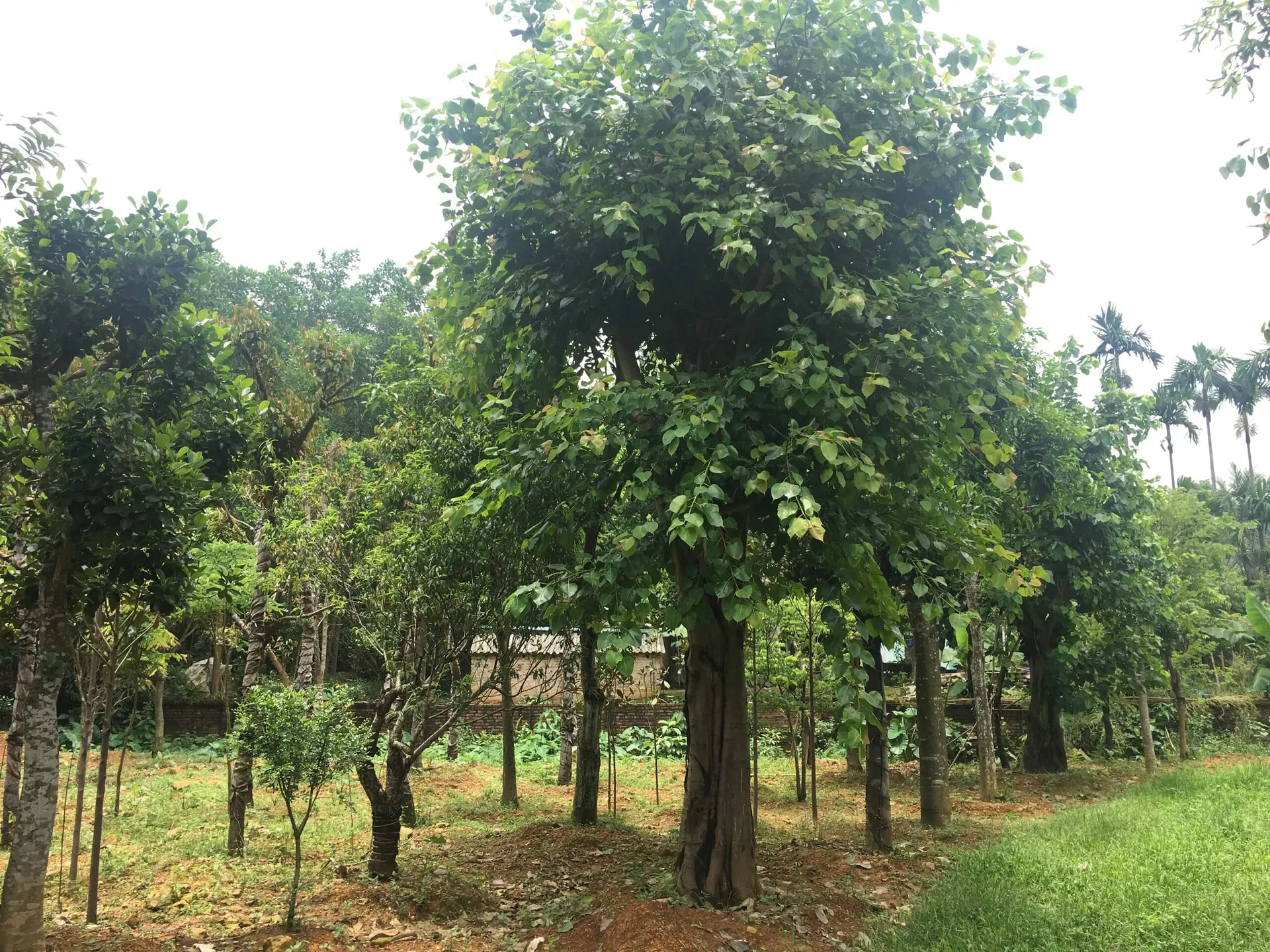 Cây Bồ Đề
