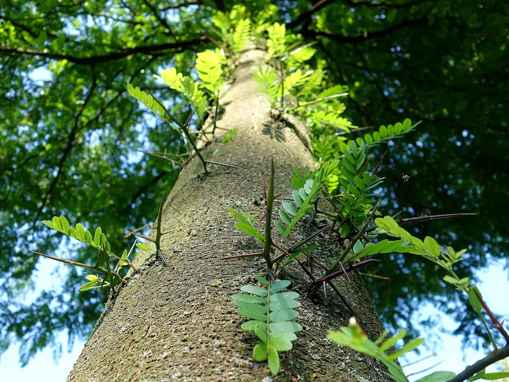 Cây Bồ Kết
