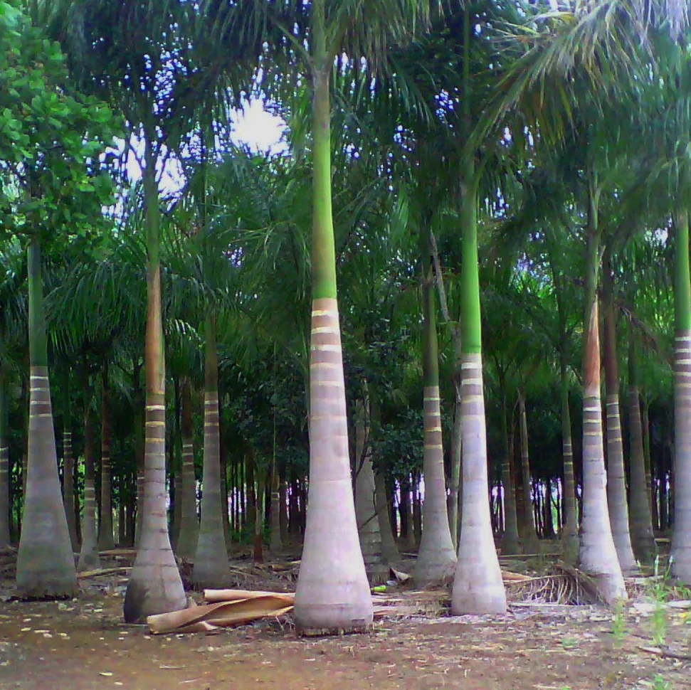 Cây Cau Vua
