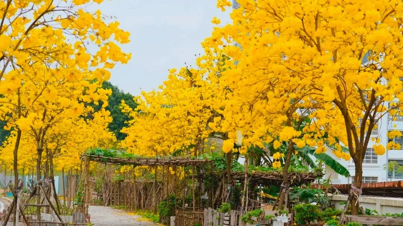 Bán cây Chuông Vàng tại Bắc Ninh