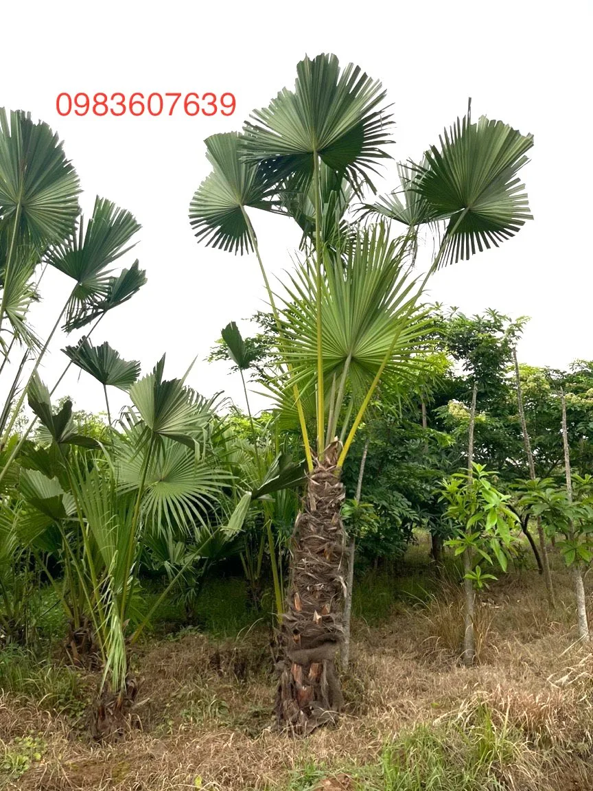Cây Cọ Trơn