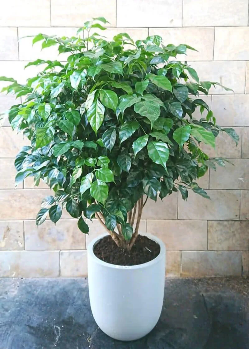 Cây hạnh phúc
