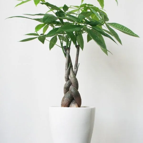 Cây Kim Ngân để bàn