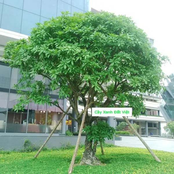 Cây Lộc Vừng