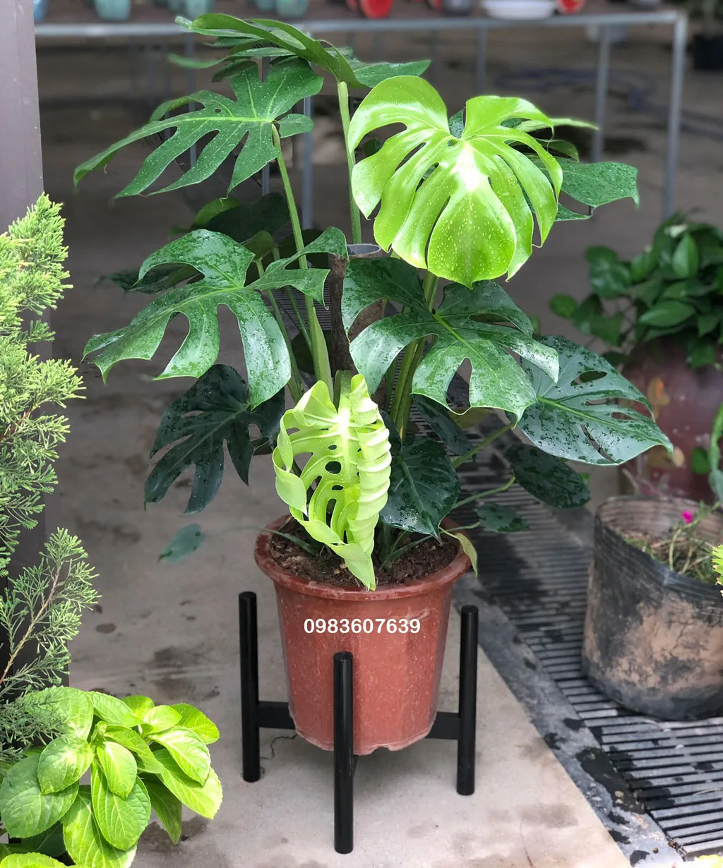 Cây Monstera (Trầu Bà Nam Mỹ)