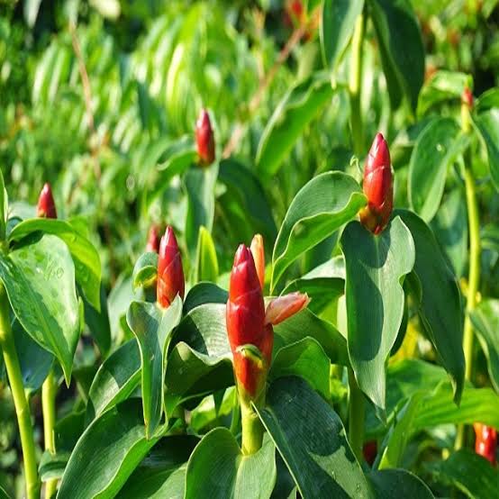 Cây Phúc Lộc Thọ