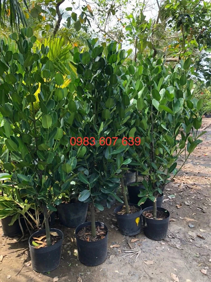 Cây Phúc