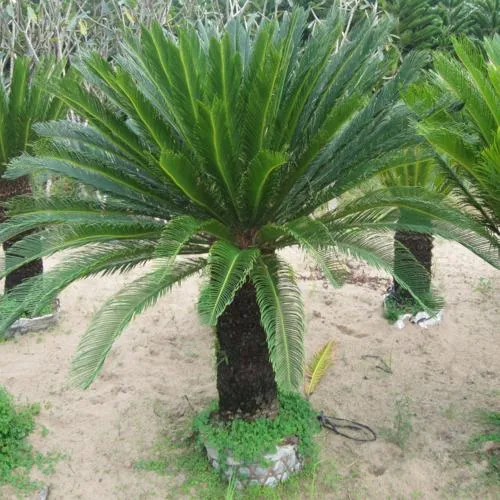 Cây Vạn Tuế