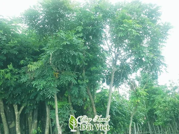 Cây Xà Cừ