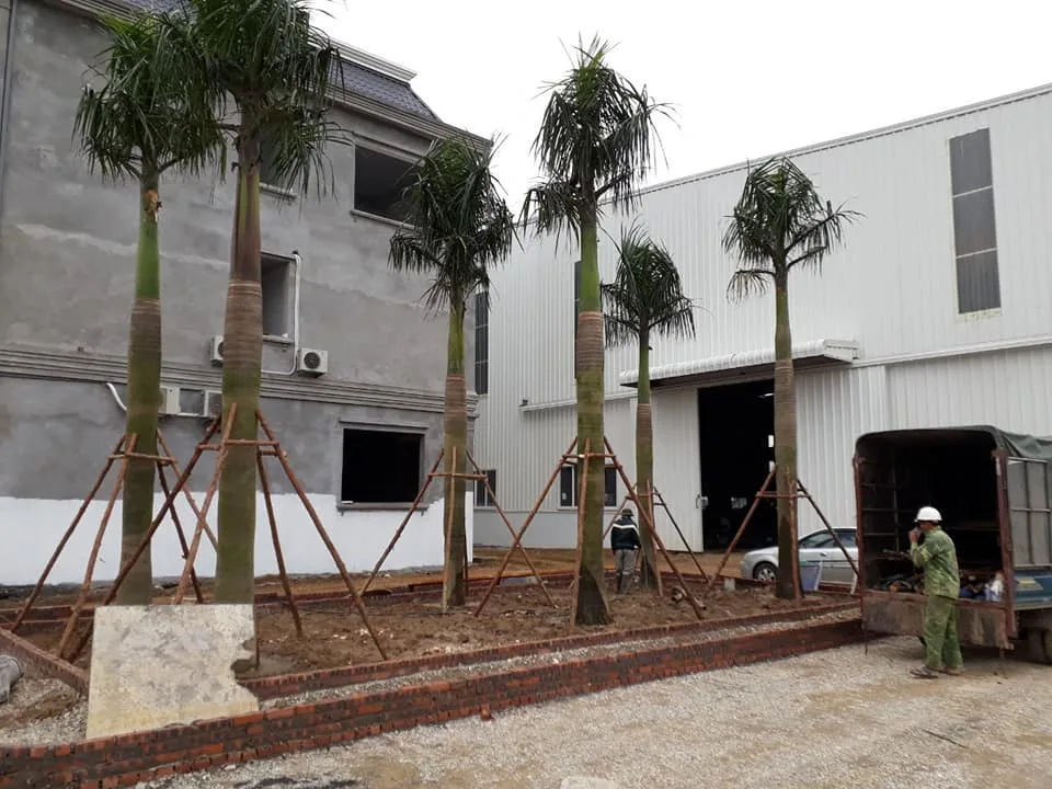 Cung Cấp Cây Xanh Và Thi Công Cây Công Trình Gần Khu Công Nghiệp Đình Trám, Bắc Ninh
