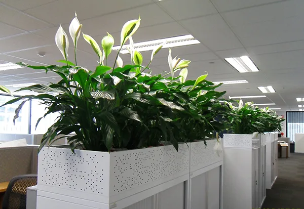 Cho thuê cây văn phòng