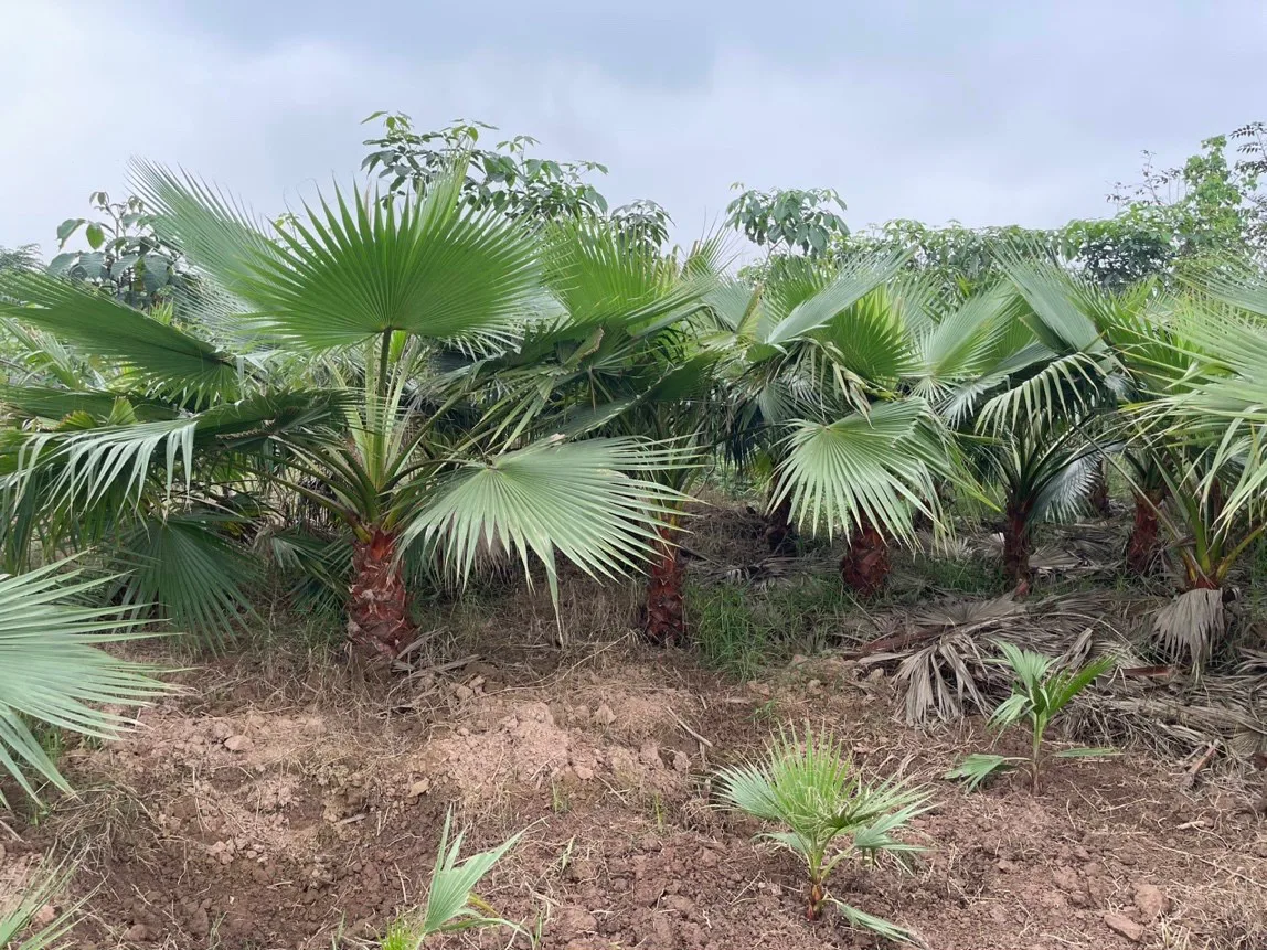 Cây Cọ Mỹ