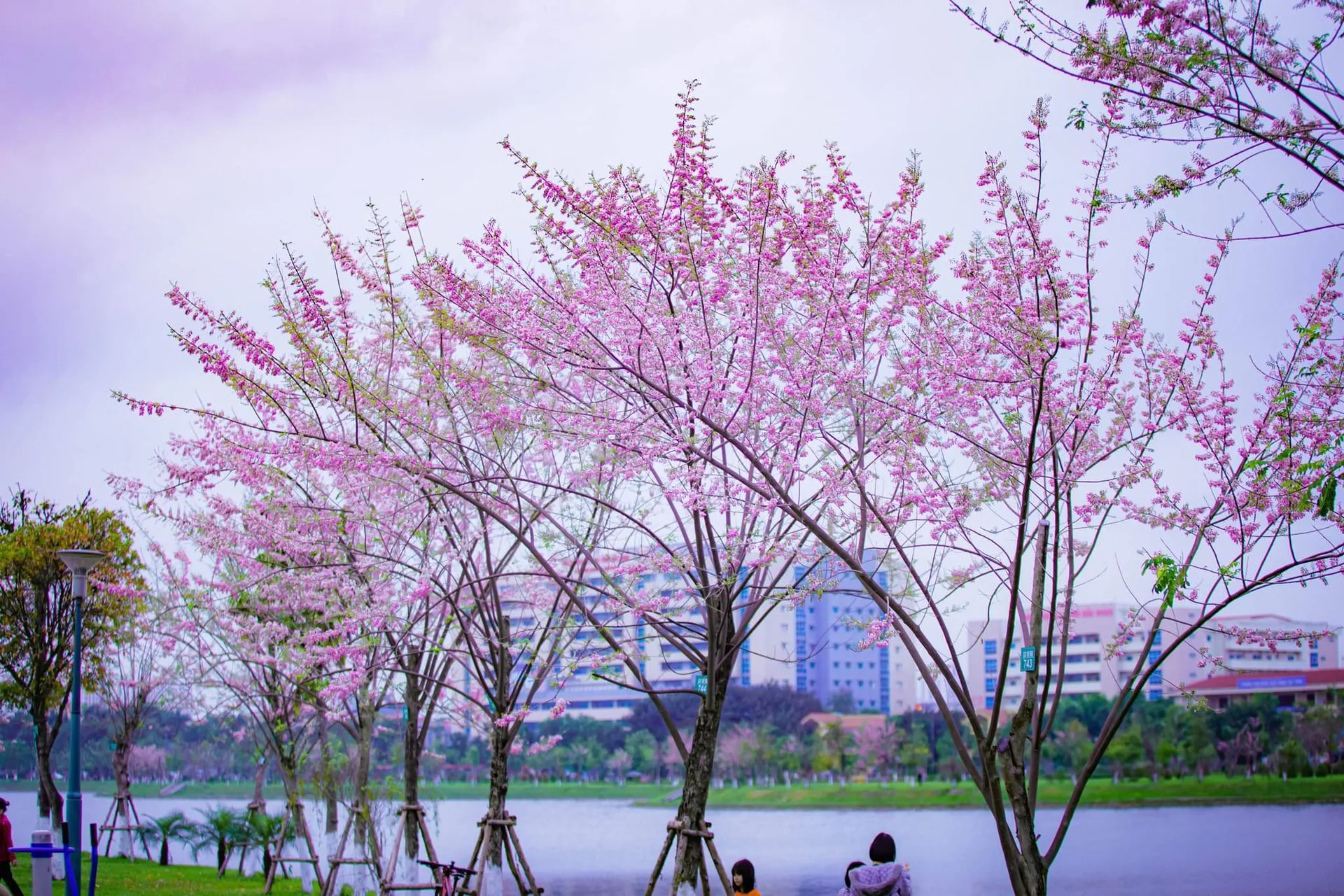 Cây hoa Đỗ Mai