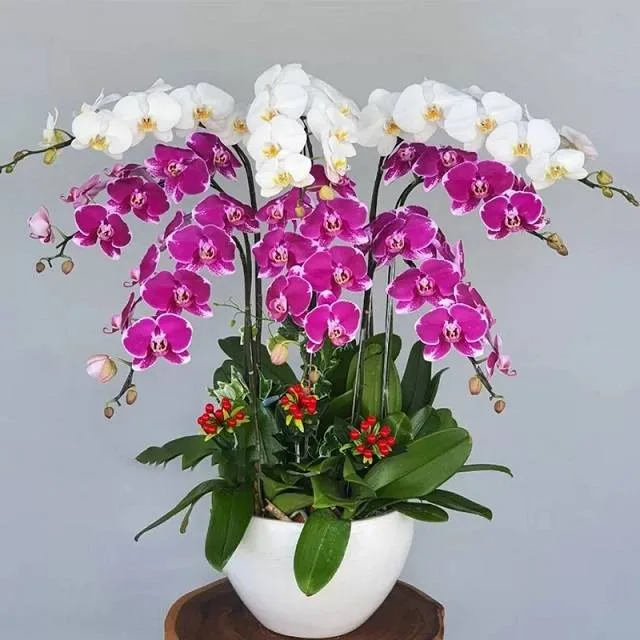 Chậu lan hồ điệp đẹp
