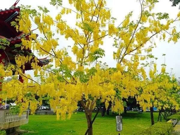 Địa chỉ mua Cây Muồng Hoàng Yến tại Hà Nội