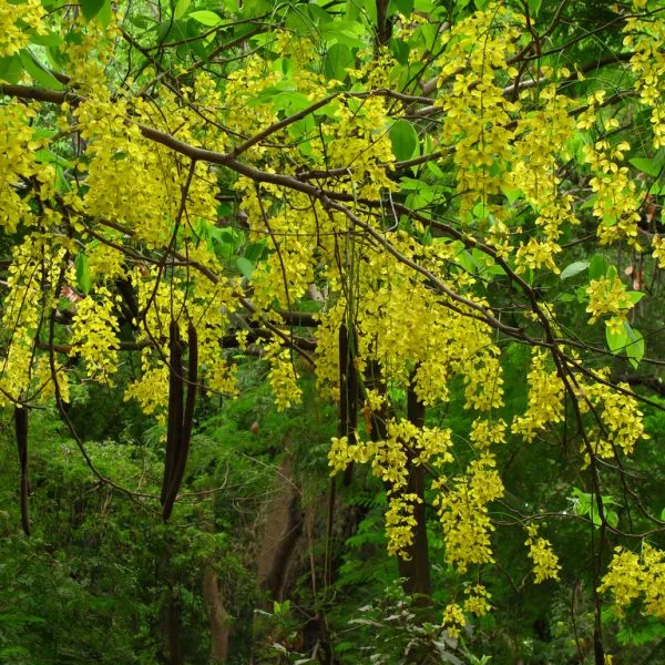 Cây Muồng Hoàng Yến