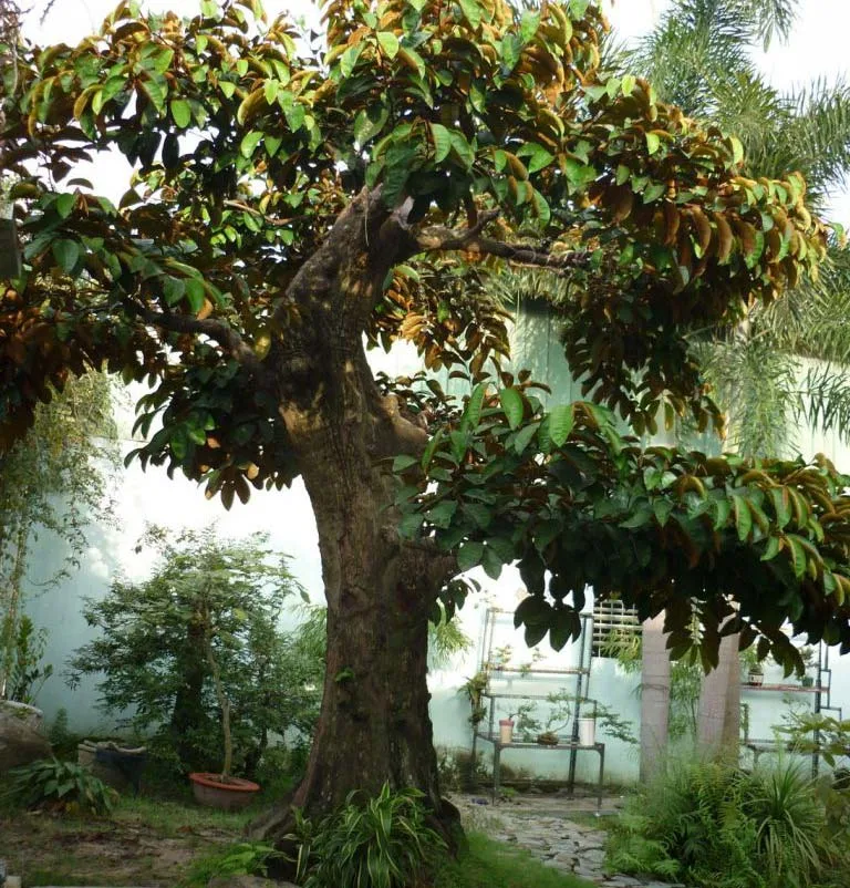 Cây Vú Sữa