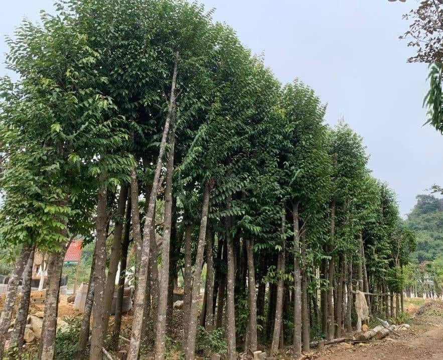 Cây Sao Đen